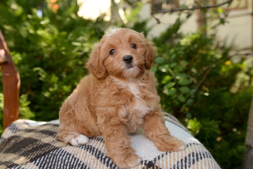 Хлопці та дівчата Мальтіпу