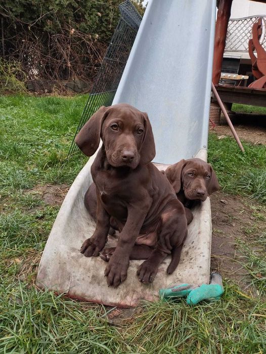 Wyżeł niemiecki krótkowłosy – szczenię