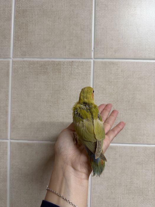 Agapornis domesticados