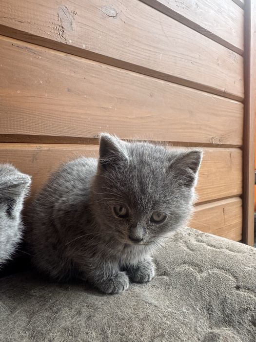 kotek brytyjski do odania