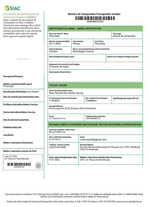 Bulldog Francês Chocolate