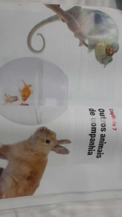 CAES GATOS E OUTRAS Companhias. Conselhos 192 Pag. 6 Fotos