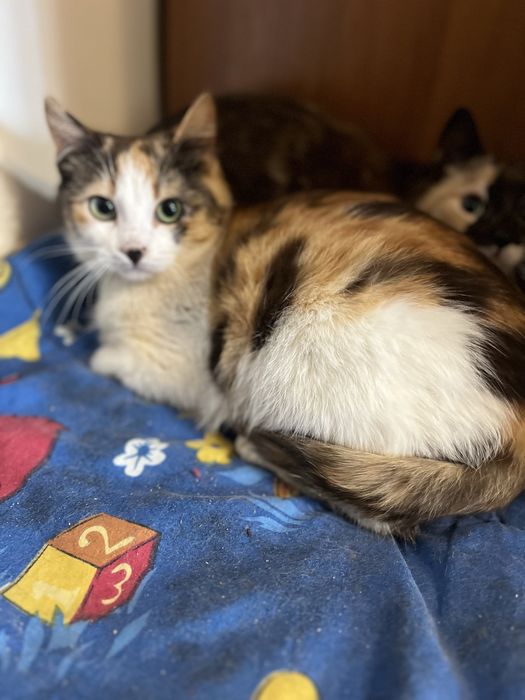 Котенок 4,5 мес девочка