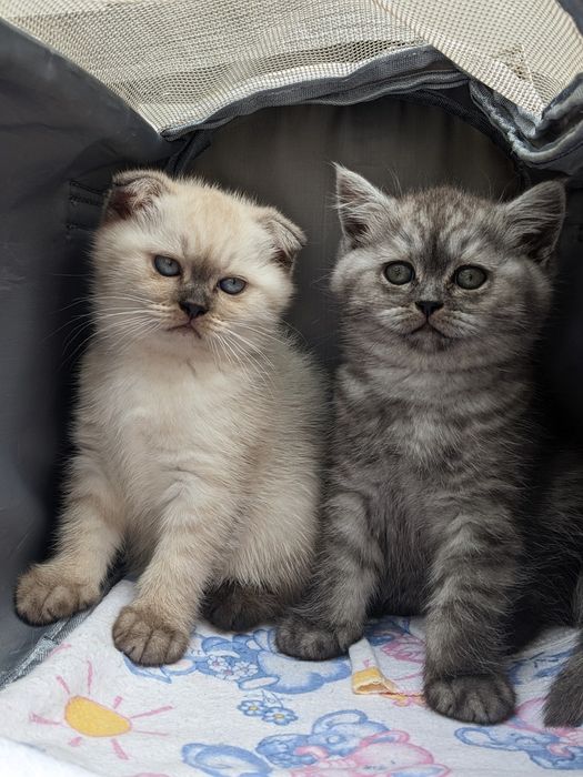 Шотландські кошенятка(дівчатка)