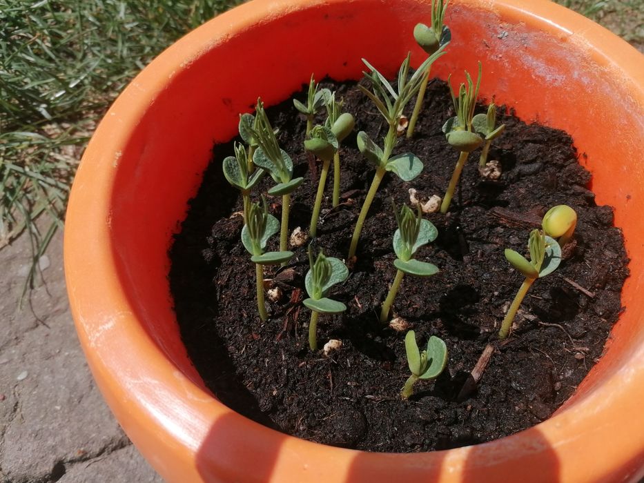 Łubin słodki biały "Rumba"