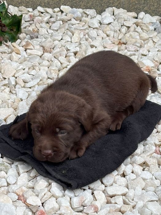 Labrador retriever