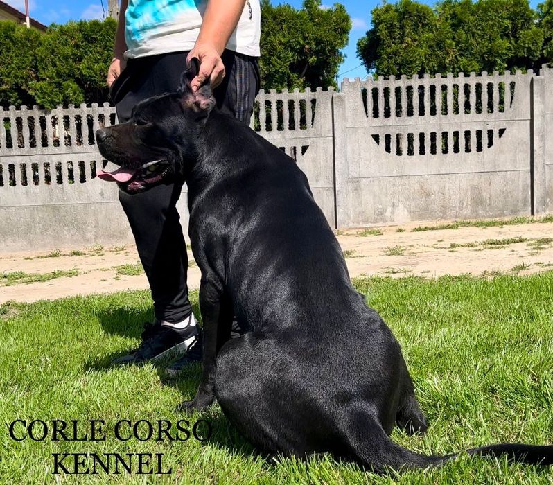 Cane Corso mocny szczeniak