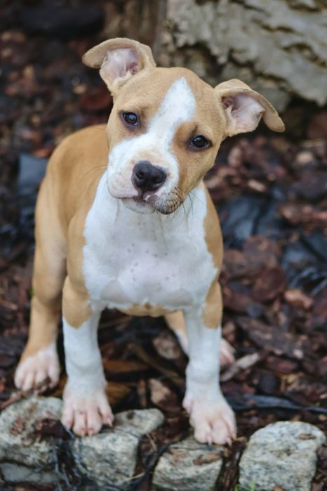Szczeniak suczka  amstaff