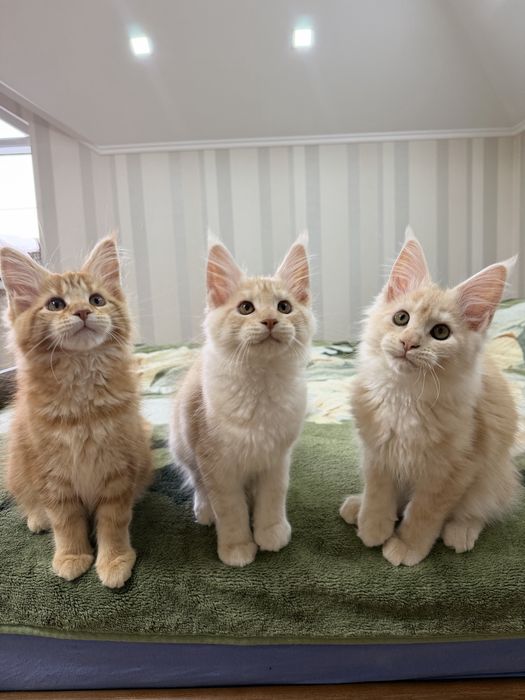 Кошенята Мейн Кун