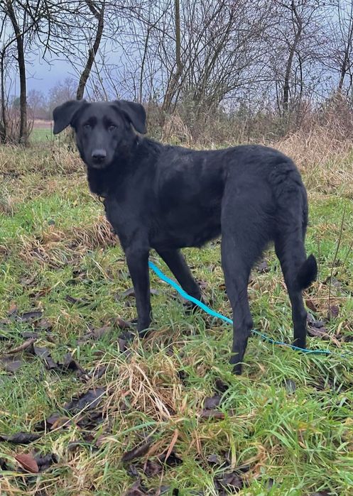 Duster, młody pies w typie owczarek z majorki, flat retriver