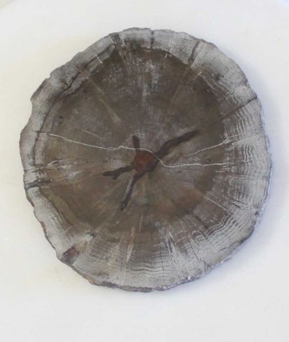 Conjunto de 5 Porta-copos de madeira petrificada, Natural, feito à mão