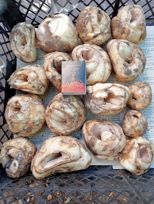 Царська корона. Лілія вонючка