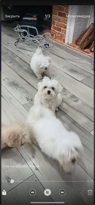 Малыши мальтезе мини