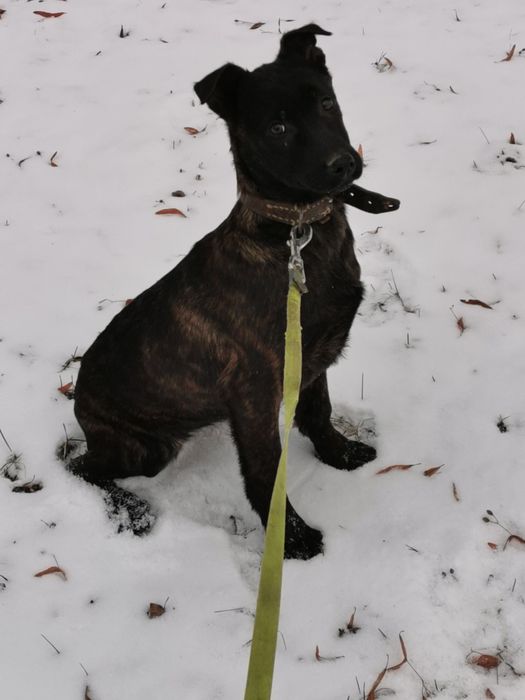 Owczarek Holenderski ostra