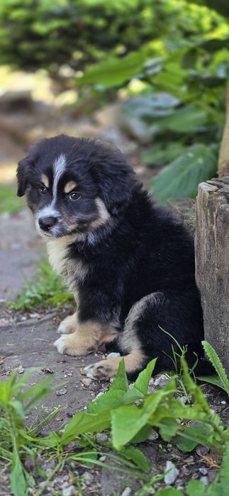 Miniaturowy Owczarek Amerykanski piesek  black  tri