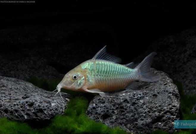 Corydora Brochis Splendens (bronze)