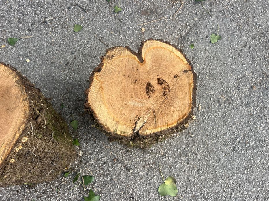 Troncos com potencial decorativo