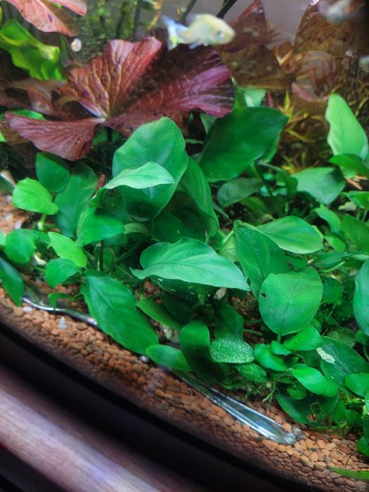 Anubiasy nana zielone