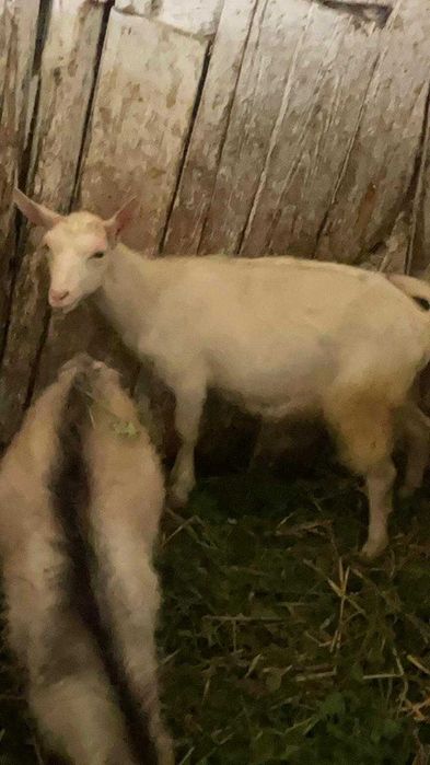 Продам козенят кізочки