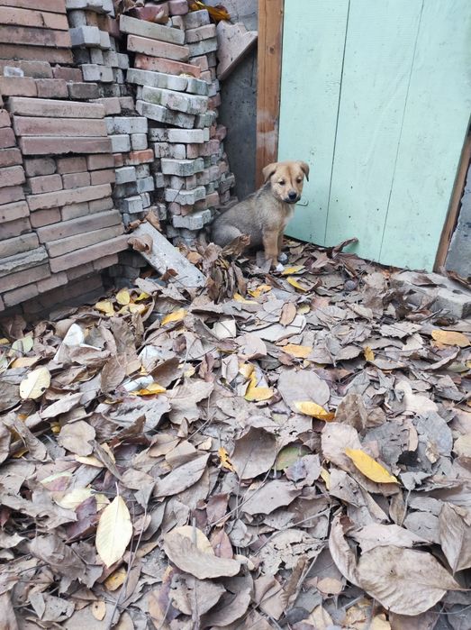 Чудесный щенок Лёва ищет любящую семью