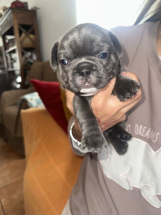 Buldogue Francês macho