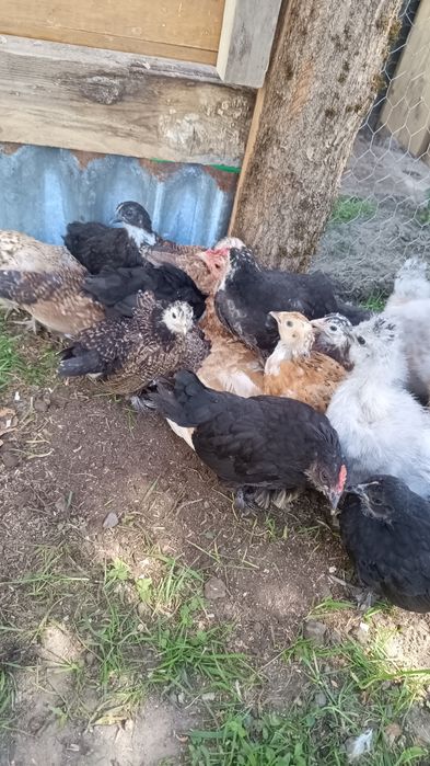Kurczaki liliputki z opierzony  łapkami cena za parę