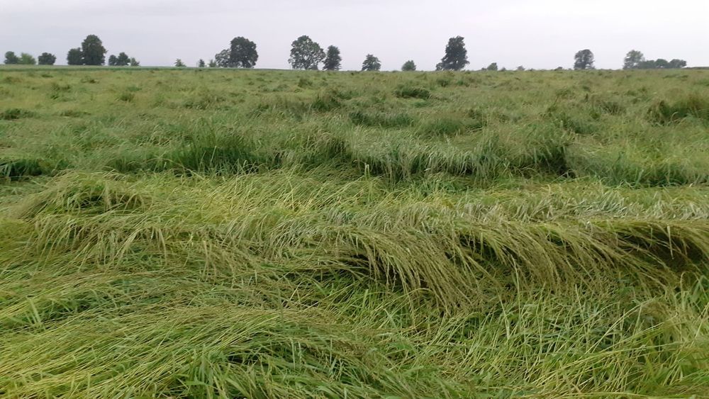 mieszanka traw,koniczyna, wieloletnia,trawa nasienna, nasiona traw