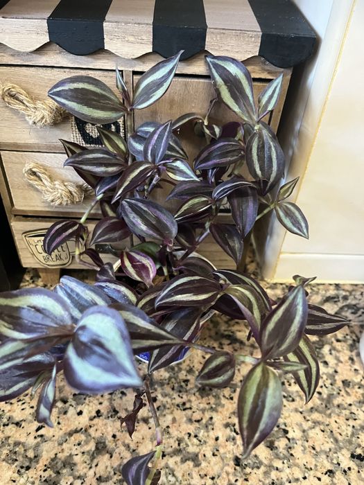 Plantas disponíveis para venda