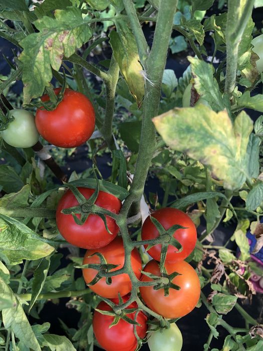 Семена томатов помидор
