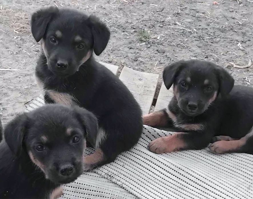 Лучшие щенки в лучшие семьи