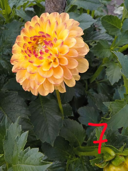 Георгина,жоржина кусты,корни,деленки