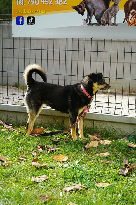 Sunienka do adopcji