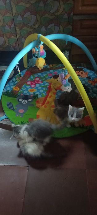 Отдам в хорошие руки котят. Пушистые.