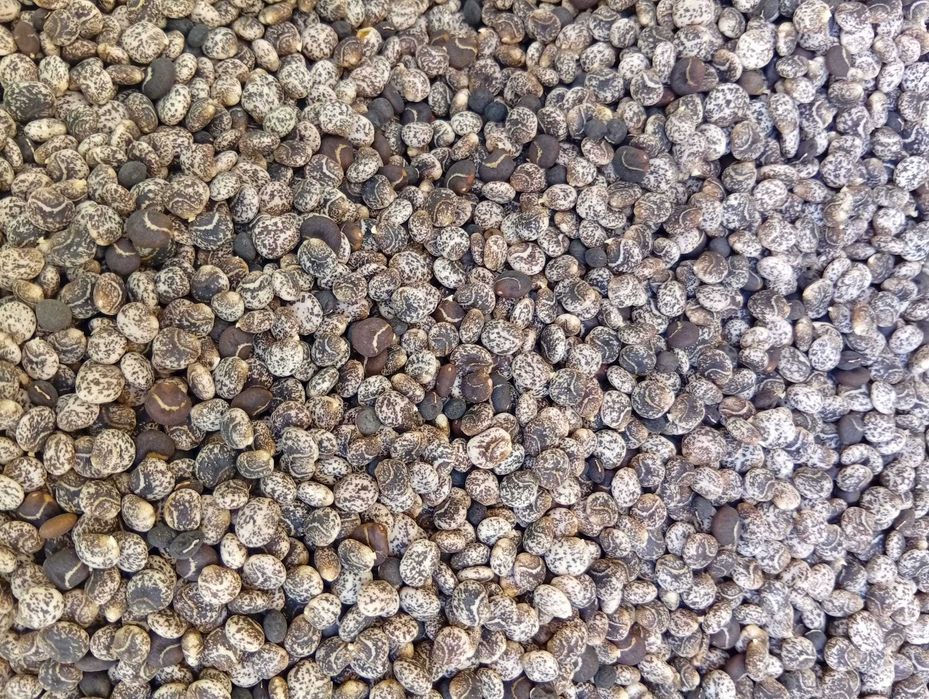 Tremocilha limpa e isenta de infestantes