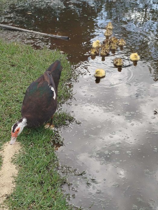 Patos mudos com 15 dias