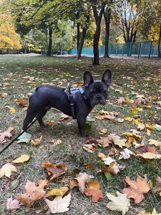 Шлея Bully Billows Розмір S Грудна клітка 45-56 см