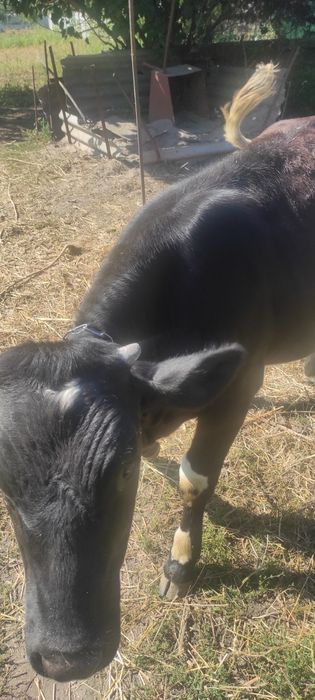 Продам теличку, 7 місяців.