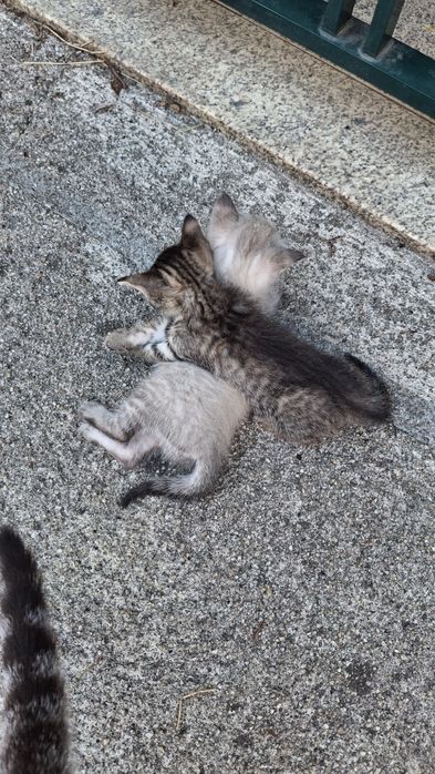 Dá-se gatinhos bebes