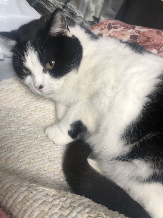 Kicia czeka na swój wymarzony dom