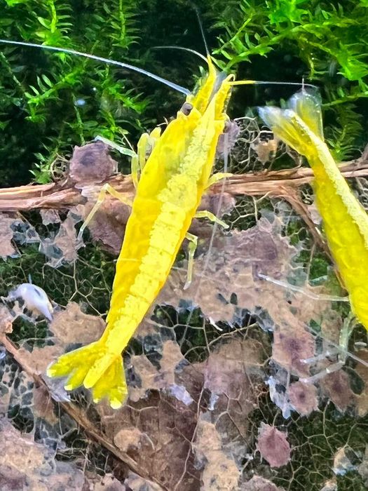 happyaquarium.pt - Camarões Neocaridina