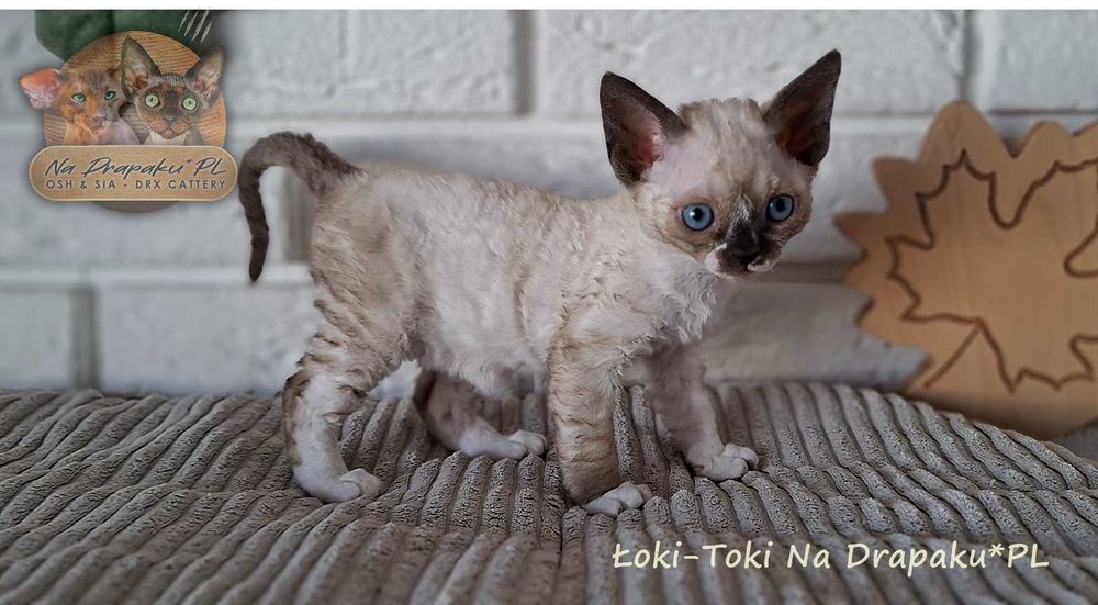 Łoki toki kocurek Devon Rex