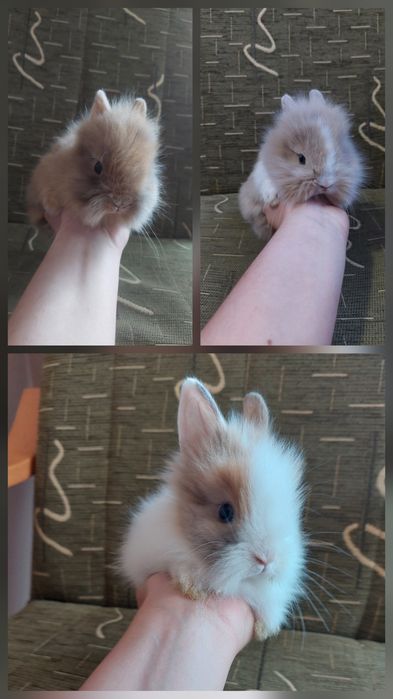 Króliczki Karzełki Teddy