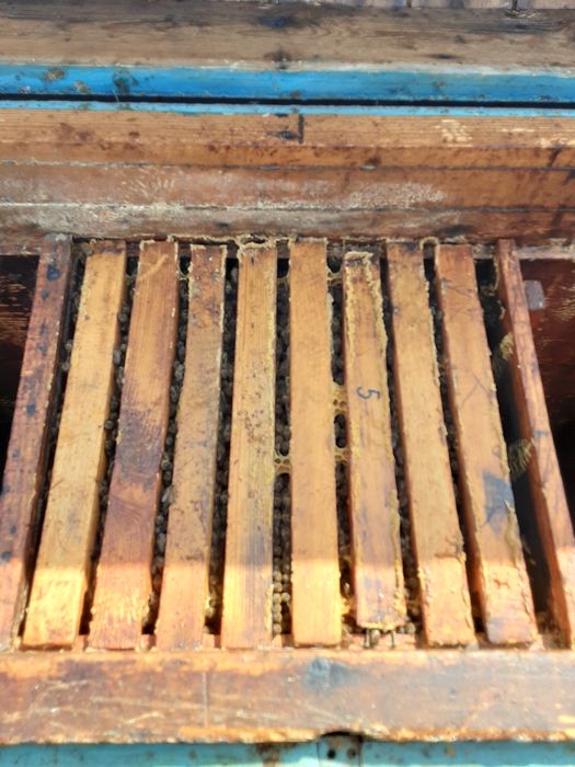 Бджолопакет 1000 грн.