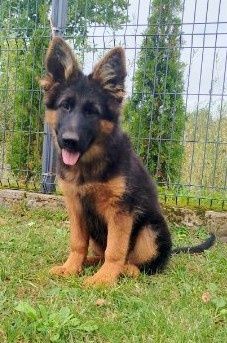 Hera owczarek owczarki