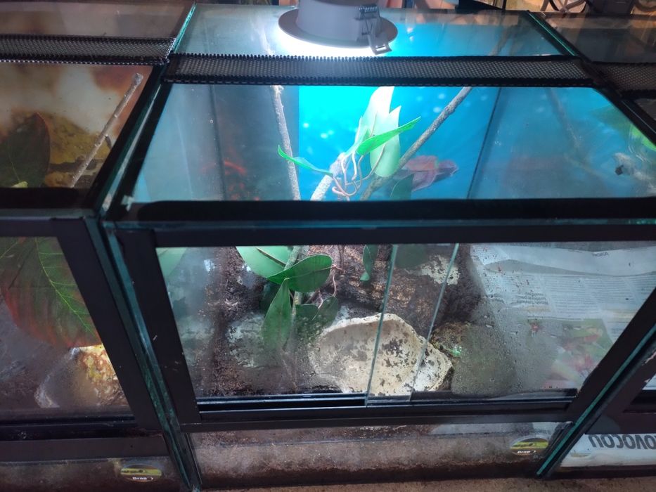 Terrario 30 cm novo.