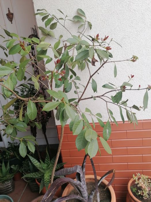 Quero vender trez árvores de arasais