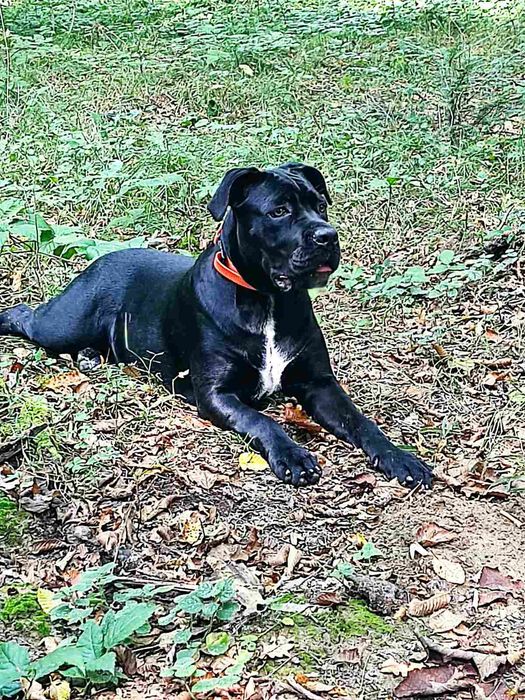 Цуценята кане-корсо