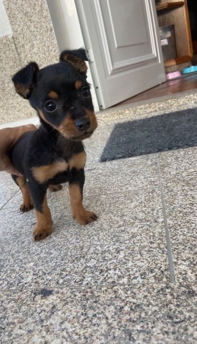 Pinscher femea top
