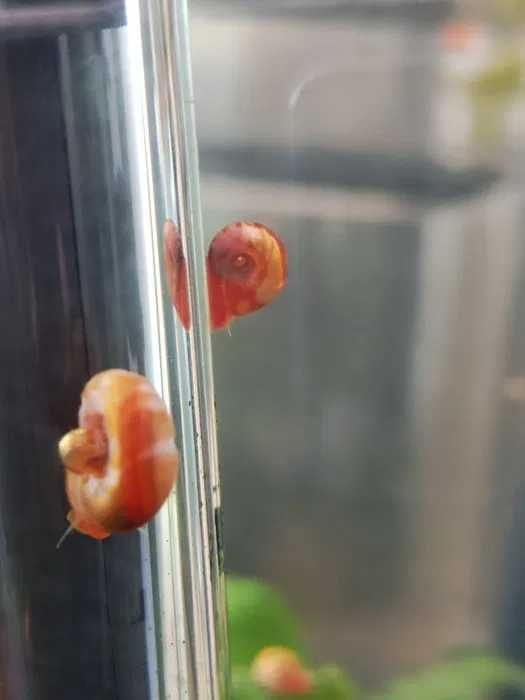 Caracóis Planorbis Corneus