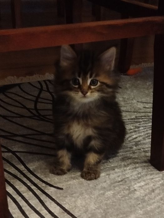 Kotki Maine Coon